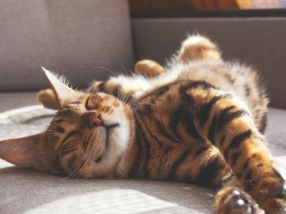 bengal cat stretched out and sleeping on a couch