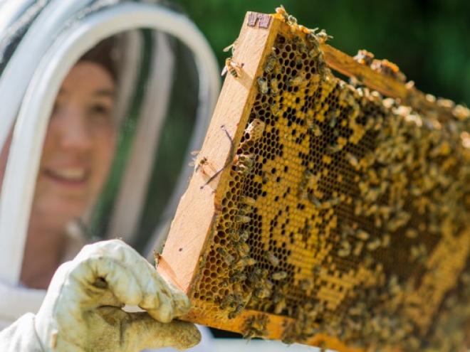 beekeeper-checking-beehive