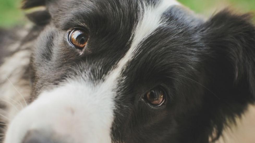 Collie Eye Defect in Dogs