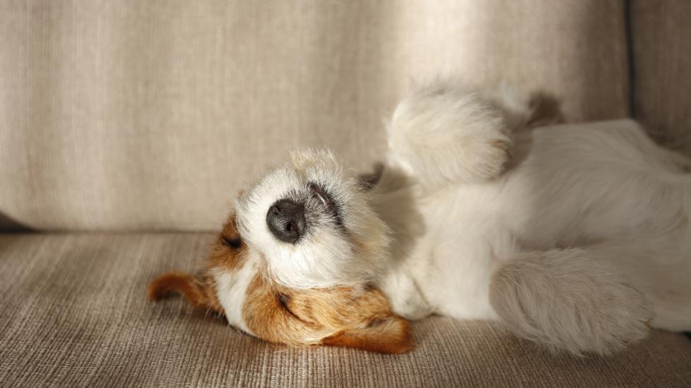 jack russell terrier sleeping on his back