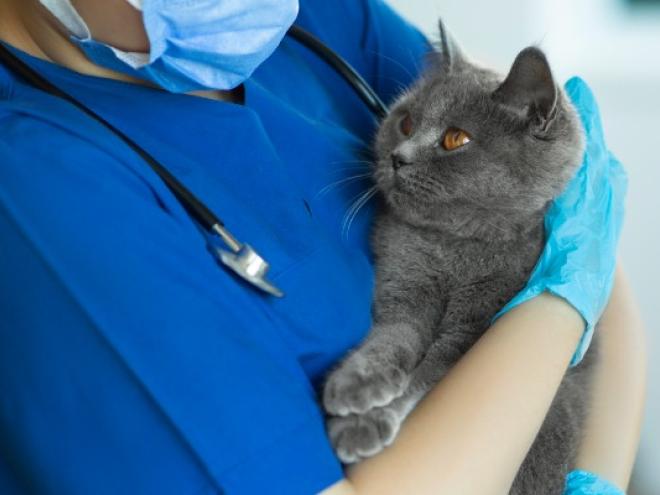 veterinarian in scrubs holding a gray british shorthair cat