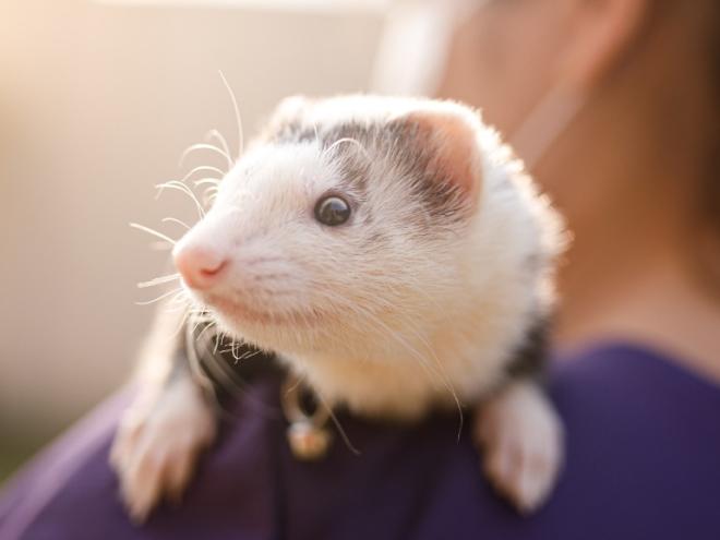 gray and white ferret sitting on a woman's shoulder at sunset