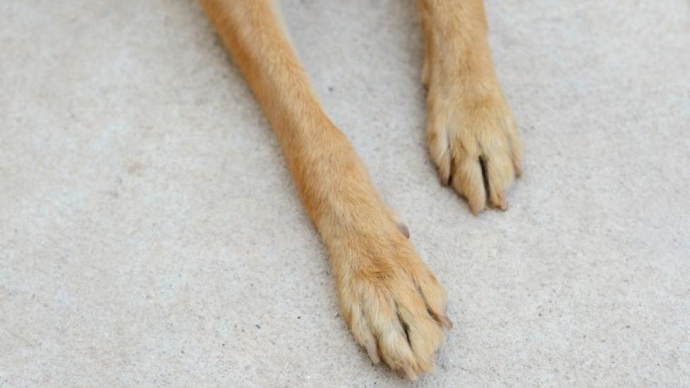 Foot/Toe Cancer in Dogs