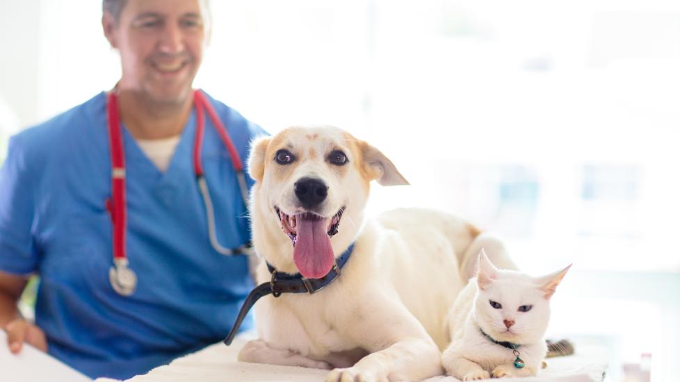 vet standing behind dog and cat 