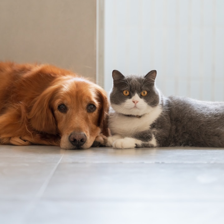 dog and cat lying side by side on floor