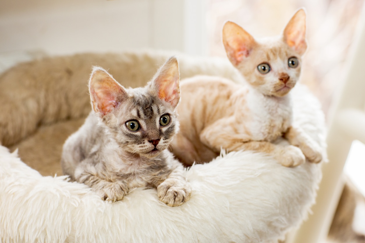 two cornish rex kittens in a cat bed