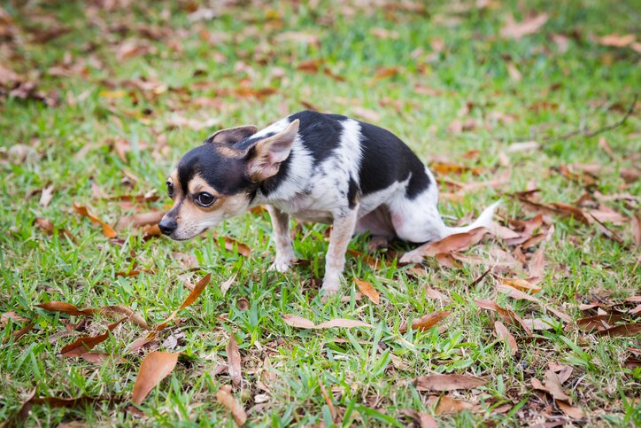 black, white, and tan chihuahua crouching with ears back and looking to the side in a field