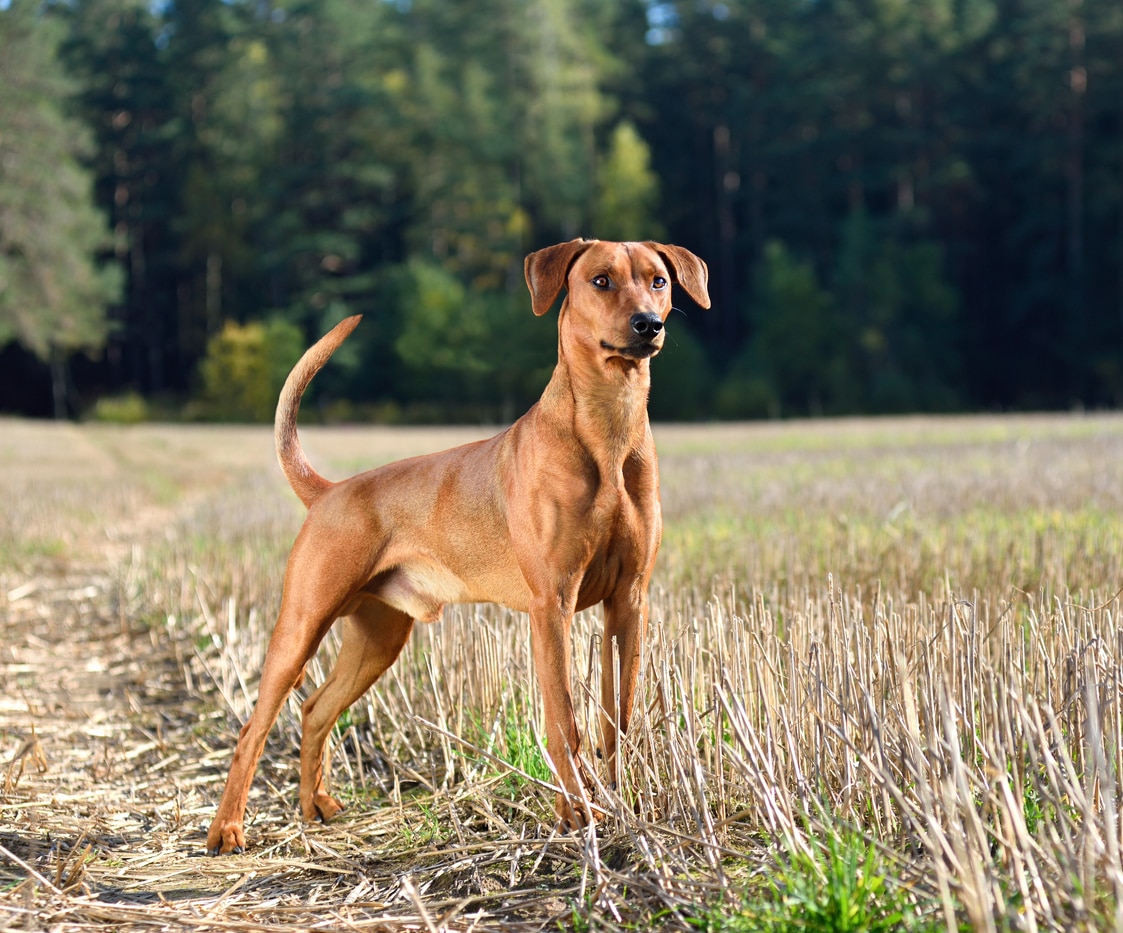 brown german pinscher standing at alert in dry field of grass