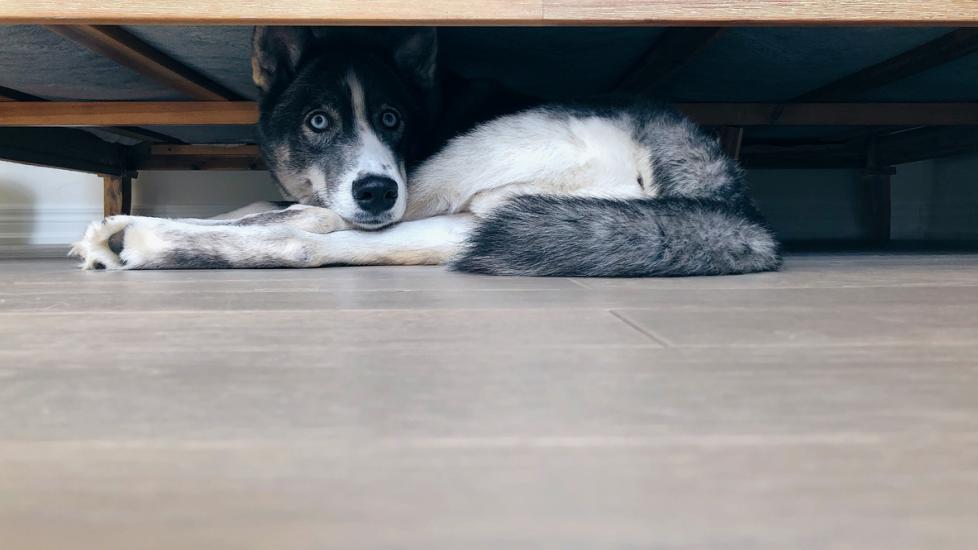 husky dog laying under bed