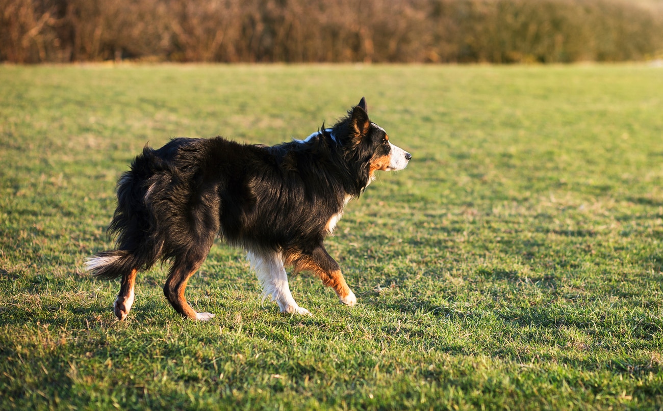 border collie at alert in green field