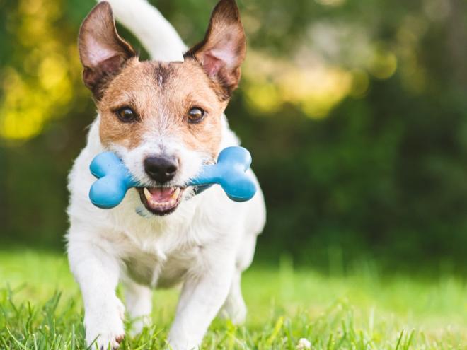 jack russell terrier dog running outside with a blue bone toy