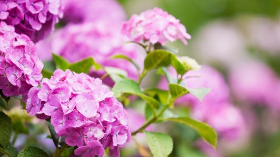 Are Hydrangeas Poisonous to Cats and Dogs?
