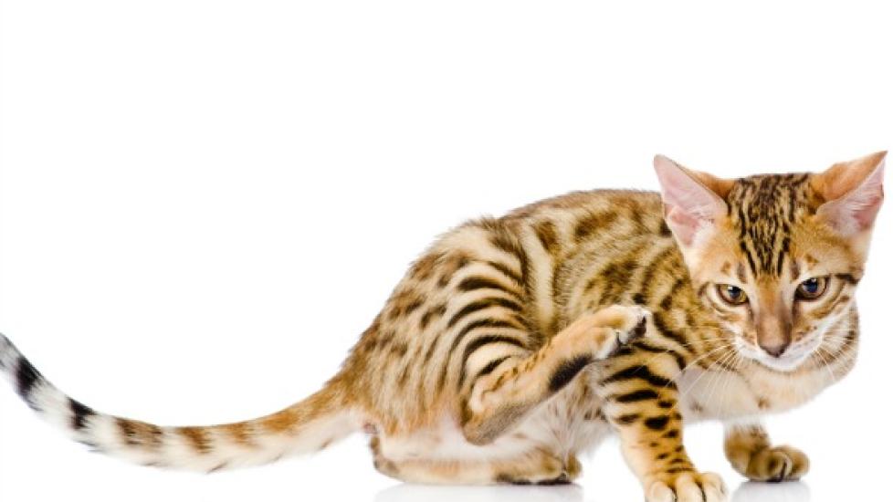 Skin Inflammation Due to Allergies (Atopy) in Cats