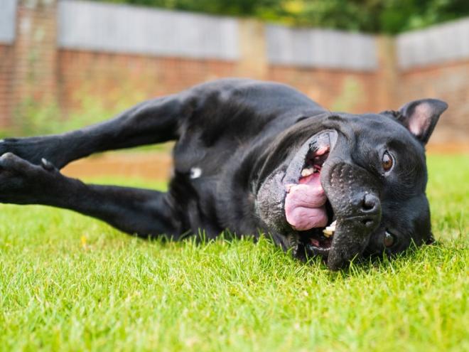 terrier-rolling-in-grass