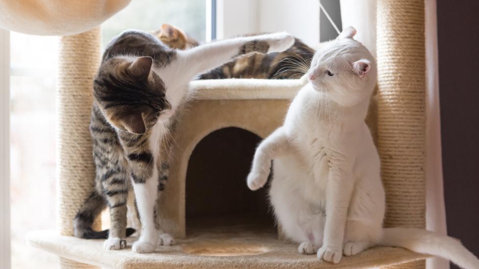 two cats on a cat tree fighting