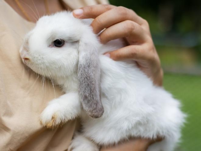 woman holding a white and gray rabbit to her chest